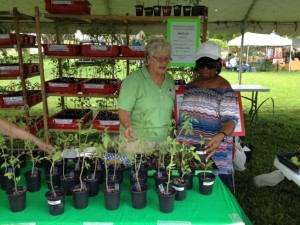 Club president Claudette Hammond and treasurer Jo-Marie McBean discuss the varieties of tomatoes