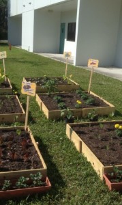 Vegetable Garden at Peters Elementary