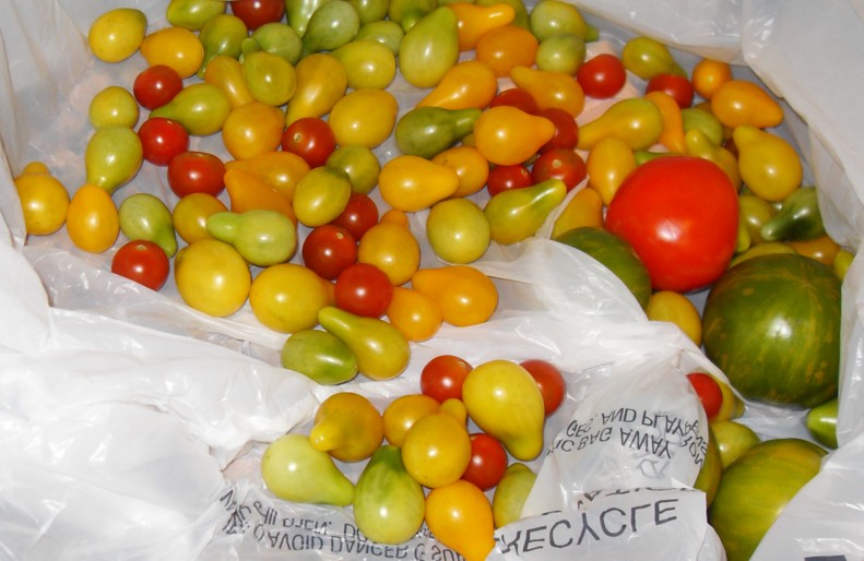 Ripe Tomatoes, Many Varieties and Colors (Marsha Eisenberg)